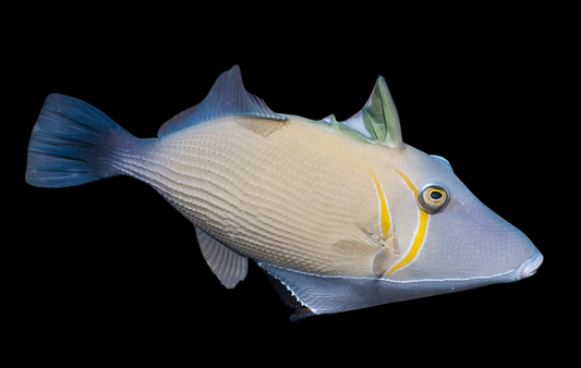 Boomerang Triggerfish