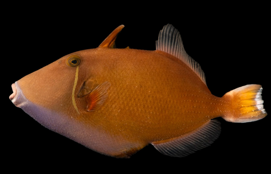 Halfmoon Triggerfish