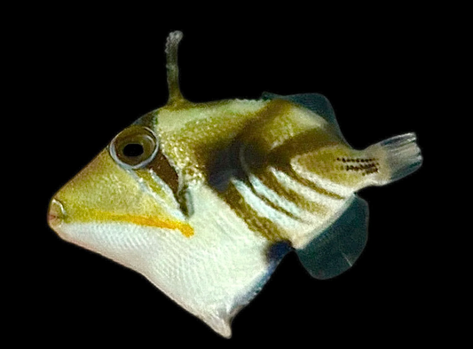 Humu Picasso Triggerfish