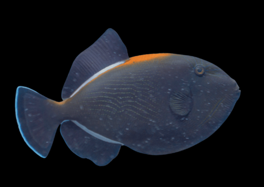 Indian Black Triggerfish