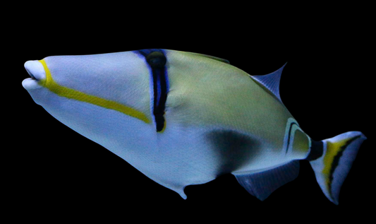 Lunula Triggerfish