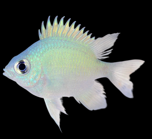 Ternate Damselfish