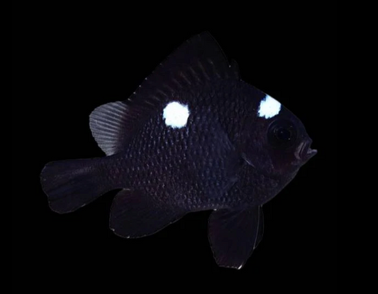 Threespot Damselfish