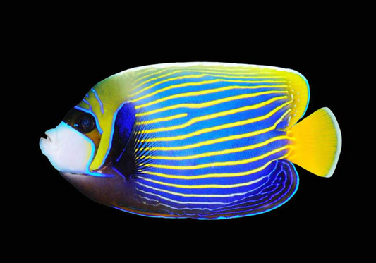Imperator Angelfish, Adult