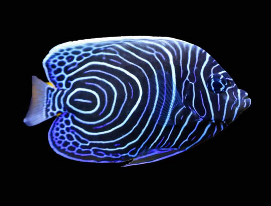 Imperator Angelfish, Juvenile