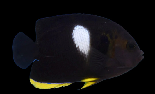 Keyhole Angelfish