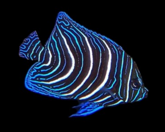 Koran Angelfish, Juvenile