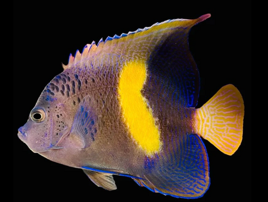 Maculosis Angelfish, Adult