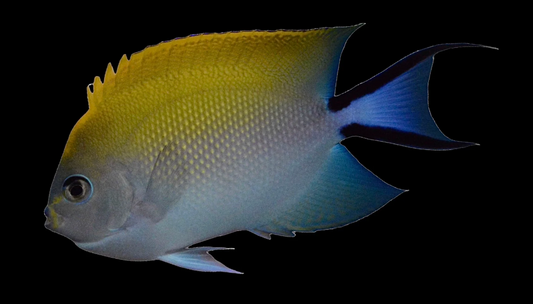 Masked Swallowtail Angelfish