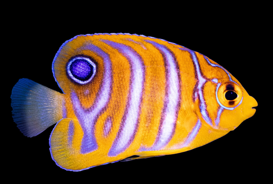 Regal Angelfish Misbar, Bali Aquarich Juvenile