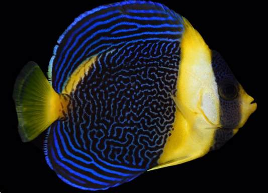 Scribbled Angelfish