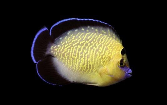 Goldflake Angelfish