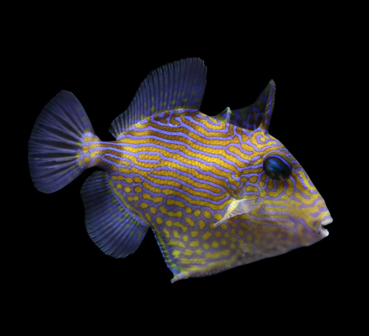 Blue Line Triggerfish