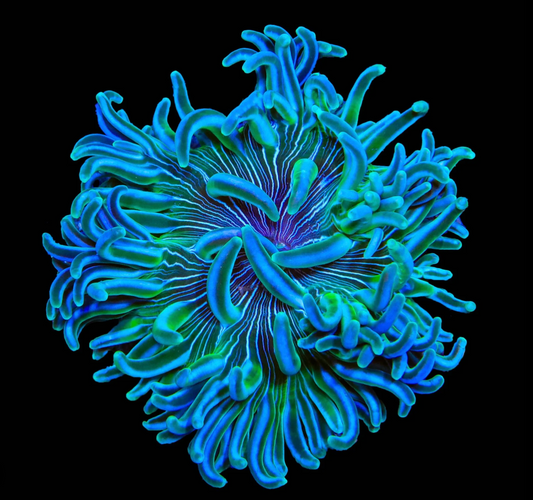 Long Tentacle Anemone