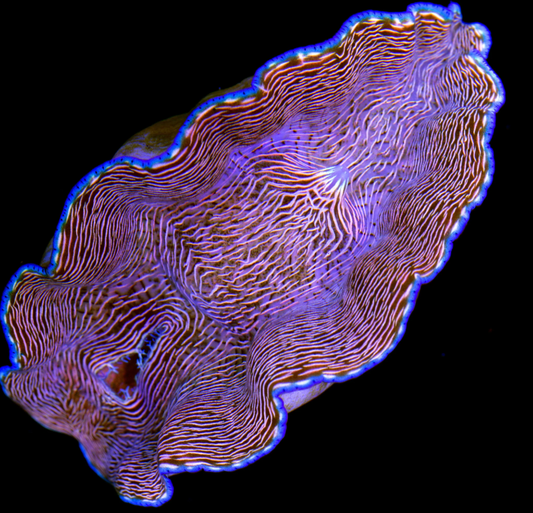 Blue Rim Derasa Clam