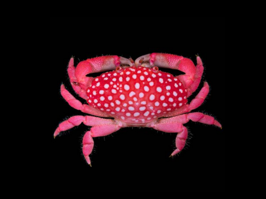 Strawberry Crab