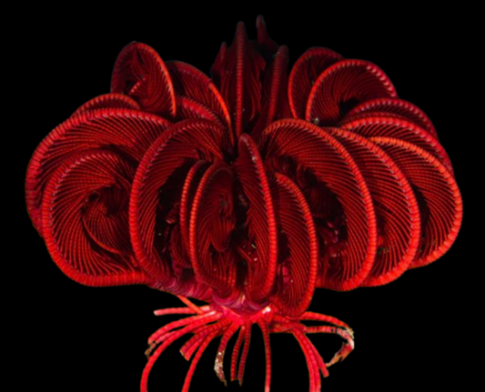 Feather Sea Star