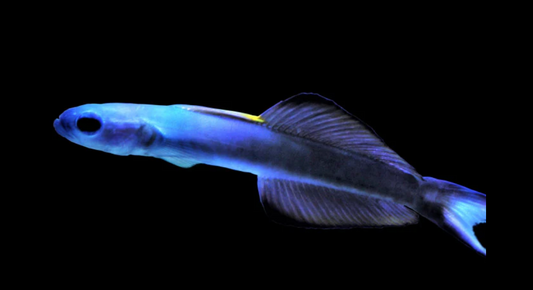 Scissortail Goby