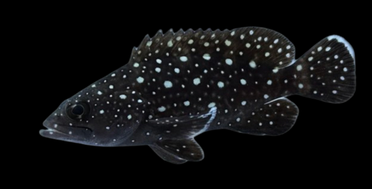 Whitespotted Grouper
