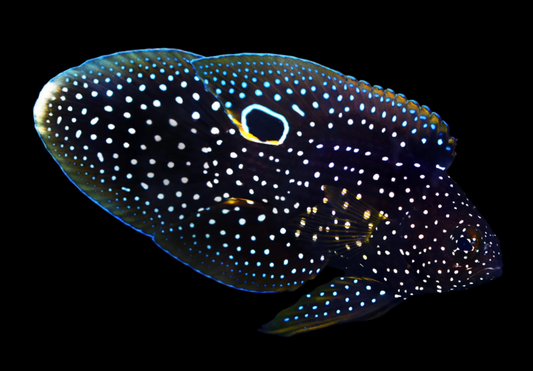 Marine Betta Grouper