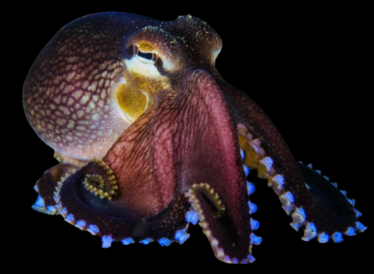 Assorted Octopus
