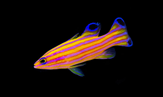Candy Basslet