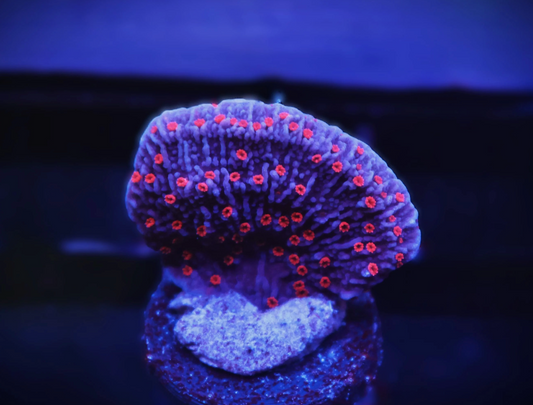 IA Periwinkle Passion Montipora