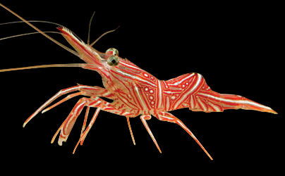 Camel Shrimp