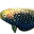 International Aquatics Fish & Corals logo