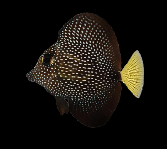 Gem Tang