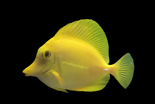 CB Yellow Tang