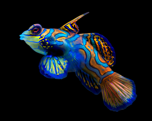 Green Mandarin Dragonet