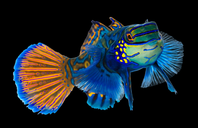 Green Mandarin Dragonet