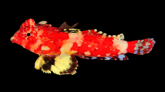 Bartel's Dragonet