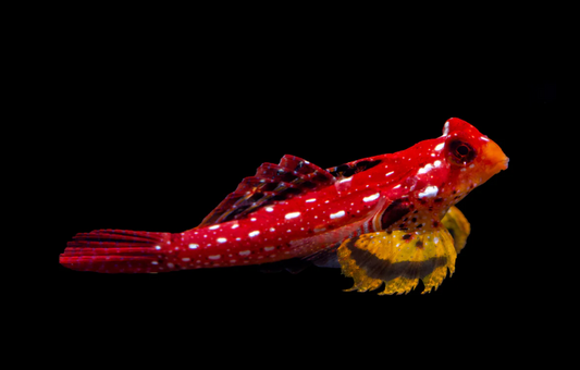 Ruby Dragonet