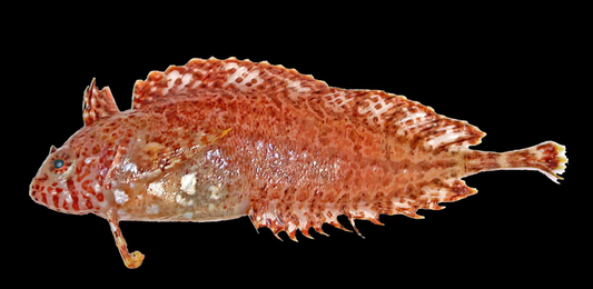 Haly's Weedfish