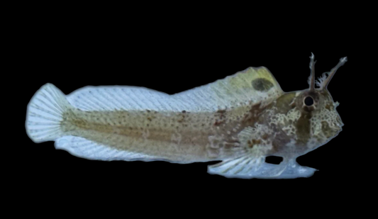 Horned Blenny