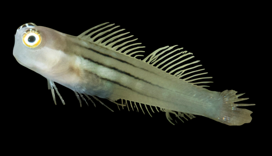 Queensland Combtooth Blenny