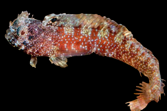 Warthead Blenny