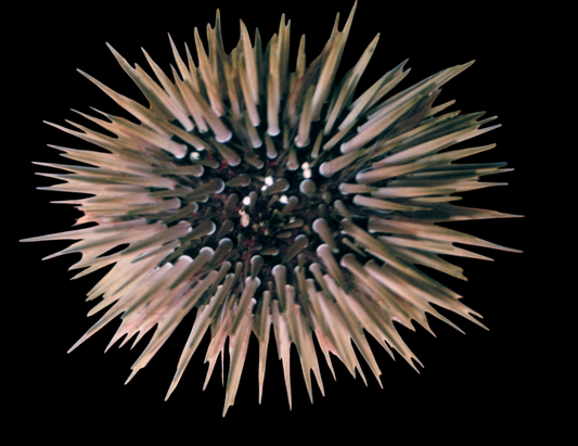 White Ring Shortspine Urchin