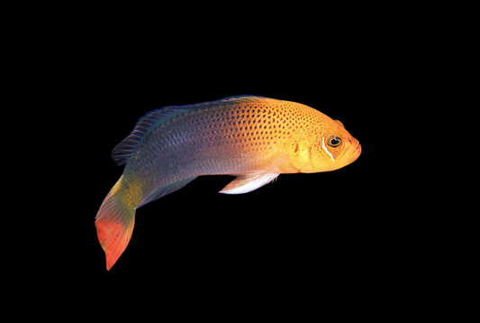 Lyretail Dottyback