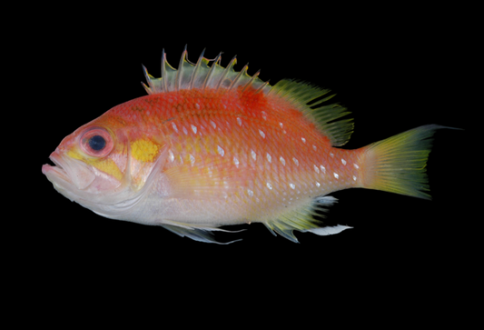 Pearl-Spotted Fairy Anthias