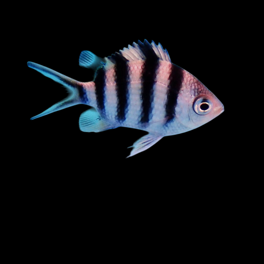 Sergeant Major Damselfish
