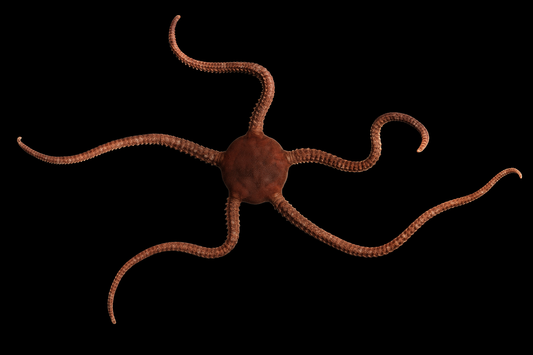 Serpent Sea Star