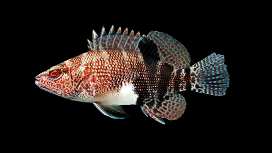 Belted Sandfish