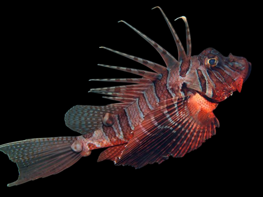 Dwarf Blackfoot Lionfish