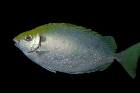 Mottled Spinefoot