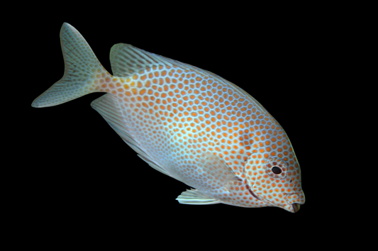 Gold Spotted Rabbitfish