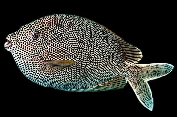 Star Spotted Rabbitfish