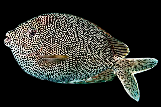 Star Spotted Rabbitfish
